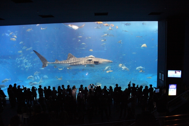 soku_12990.jpg :: 水族館 鮫 サメ ジンベイザメ 
