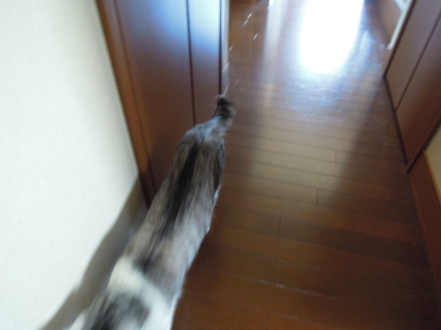 soku_13041.jpg :: 動物 哺乳類 猫 ネコ 