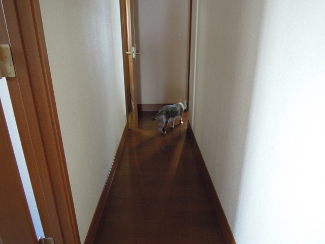 soku_13042.jpg :: 動物 哺乳類 猫 ネコ 