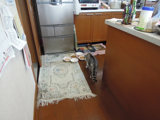 soku_13043.jpg :: 動物 哺乳類 猫 ネコ 食事 
