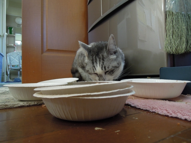 soku_13044.jpg :: 動物 哺乳類 猫 ネコ 食事 