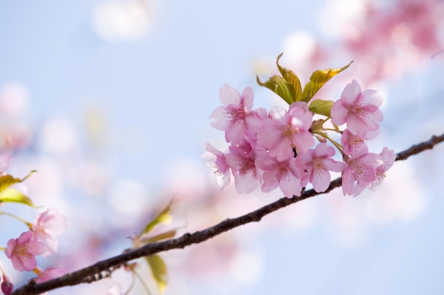 soku_13090.jpg :: 植物 花 桜 サクラ 
