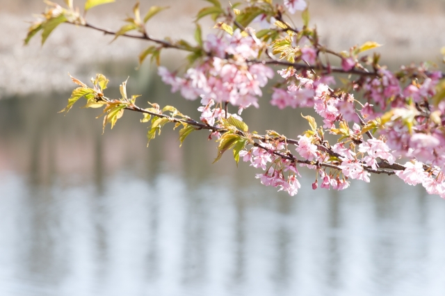 soku_13092.jpg :: 植物 花 桜 サクラ 