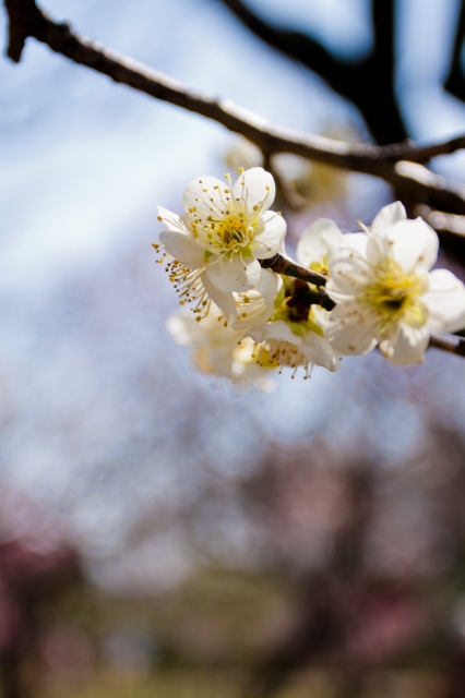 soku_13099.jpg :: 神代植物公園 植物 梅 (^_^) 