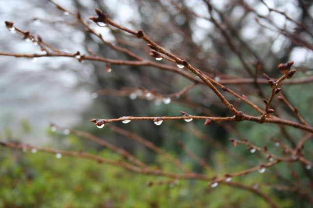 soku_13121.jpg :: 植物 花 梅 ウメ 風景 自然 水滴 