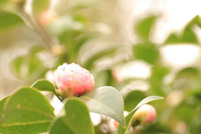 soku_13197.jpg :: 植物 花 ピンクの花 ハイキー 