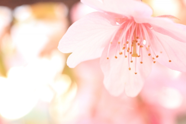 soku_13198.jpg :: 植物 花 桜 サクラ ハイキー 