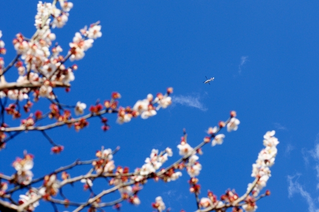 soku_13268.jpg :: 植物 花 梅 ウメ 乗り物 交通 航空機 飛行機 旅客機 