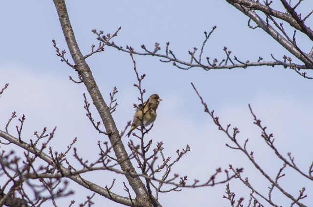 soku_13362.jpg :: 動物 鳥 野山の鳥 