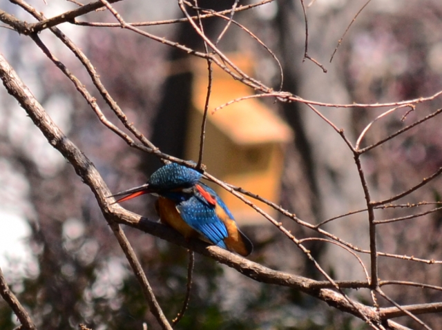 soku_13378.jpg :: 動物 鳥 野山の鳥 