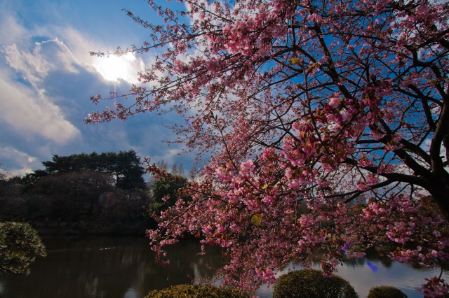 soku_13384.jpg :: 新宿御苑 植物 桜 超広角 