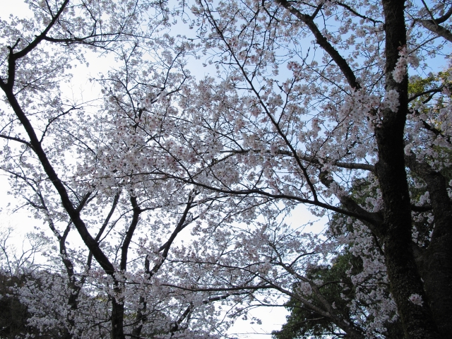 soku_13392.jpg :: 植物 花 桜 サクラ 