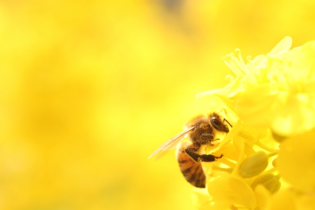soku_13410.jpg :: 植物 花 菜の花 動物 虫 昆虫 蜂 ハチ ミツバチ 