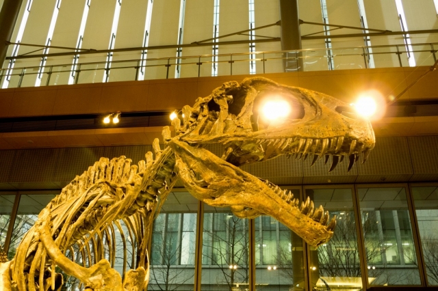 soku_13418.jpg :: ティラノサウルス 化石 恐竜 骨 骨標本 