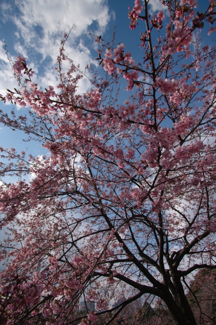 soku_13472.jpg :: 植物 桜 新宿御苑 空 雲 修善寺桜 