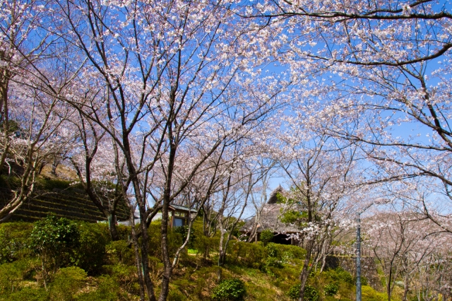 soku_13473.jpg :: 植物 花 桜 ソメイヨシノ 