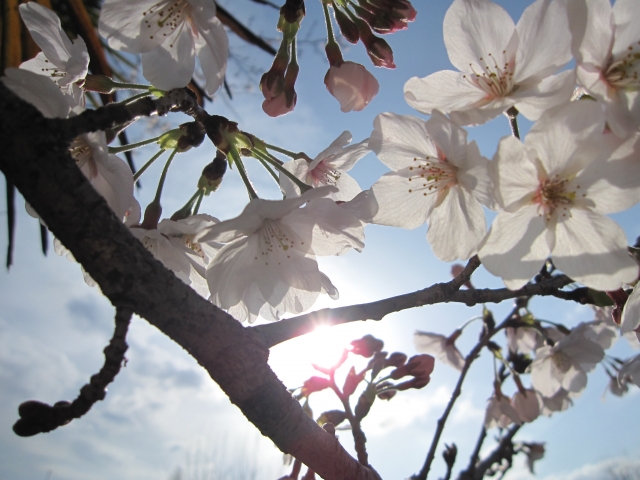 soku_13489.jpg :: 植物 花 桜 サクラ 