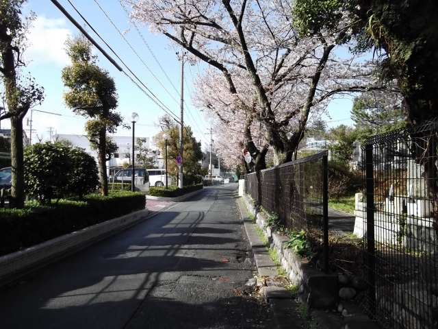 soku_13527.jpg :: 植物 樹木 街路樹 植物 花 桜 サクラ 