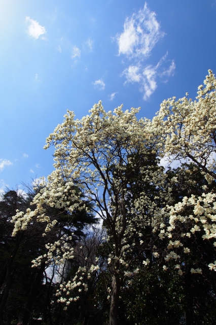 soku_13566.jpg :: 風景 自然 樹木 植物 花 白い花 