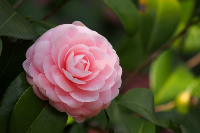soku_13574.jpg :: 植物 花 ピンクの花 