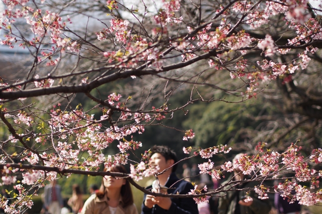 soku_13579.jpg :: 植物 花 桜 サクラ 