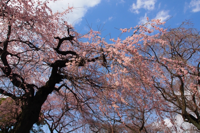 soku_13586.jpg :: 植物 花 桜 サクラ 