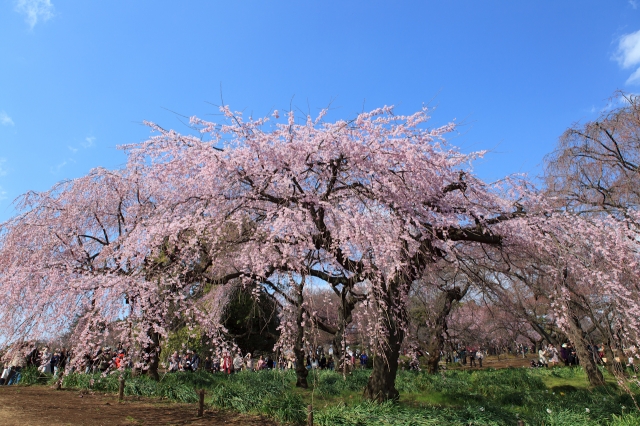 soku_13590.jpg :: 新宿御苑 枝垂れ桜 植物 花 桜 サクラ 
