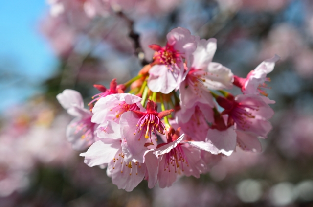 soku_13610.jpg :: 植物 花 桜 国分寺 日立中央研究所 