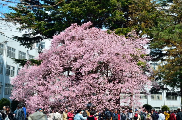 soku_13612.jpg :: 植物 花 桜 国分寺 日立中央研究所 