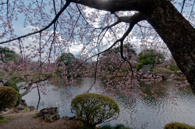 soku_13661.jpg :: 新宿御苑 植物 桜 空 雲 