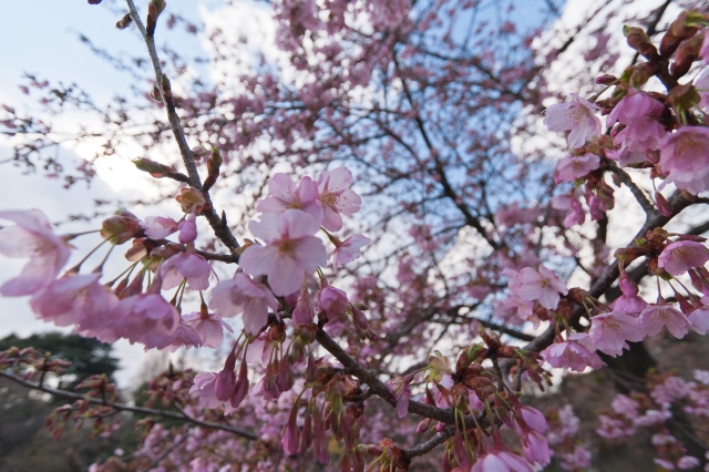 soku_13662.jpg :: 新宿御苑 植物 桜 空 雲 