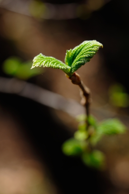 soku_13702.jpg :: 植物 草葉 新芽 