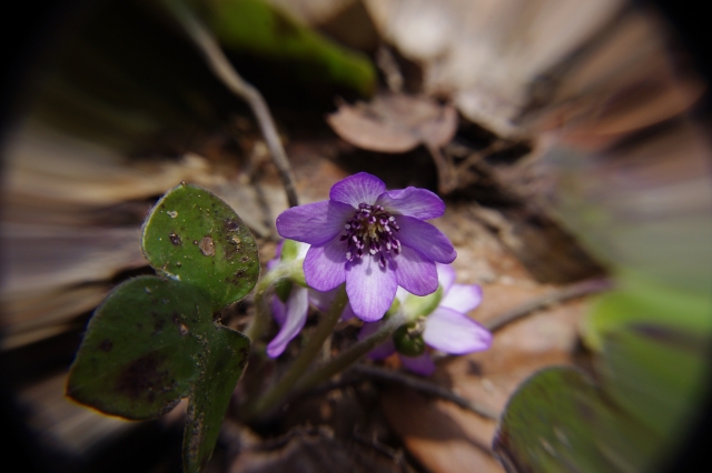 soku_13730.jpg :: 植物 花 雪割草 