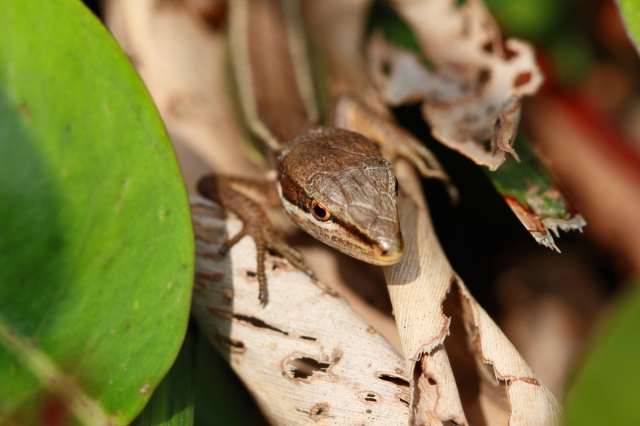 soku_13731.jpg :: 動物 爬虫類 両生類 トカゲ 