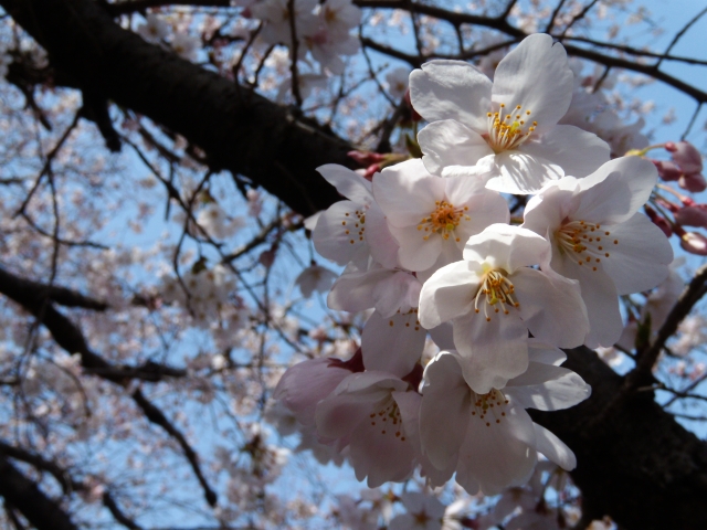 soku_13743.jpg :: 植物 花 桜 サクラ 