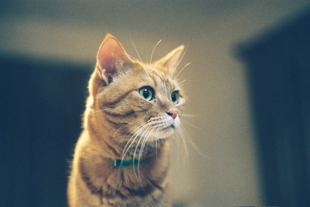 soku_13763.jpg :: 動物 哺乳類 猫 ネコ 子猫 