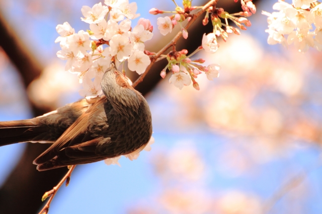 soku_13766.jpg :: 植物 花 桜 サクラ 動物 鳥 野山の鳥 