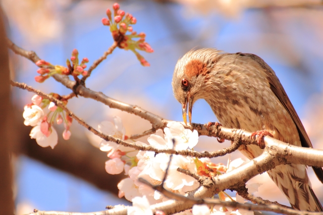 soku_13767.jpg :: 植物 花 桜 サクラ 動物 鳥 野山の鳥 