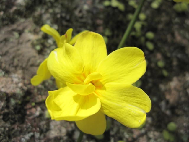 soku_13804.jpg :: 植物 花 黄色い花 
