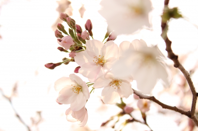 soku_13823.jpg :: 植物 花 桜 サクラ ハイキー 