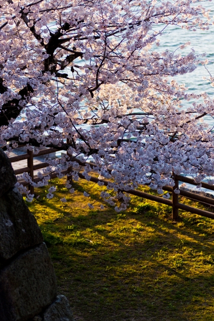 soku_13837.jpg :: KissX3 植物 花 桜 サクラ 