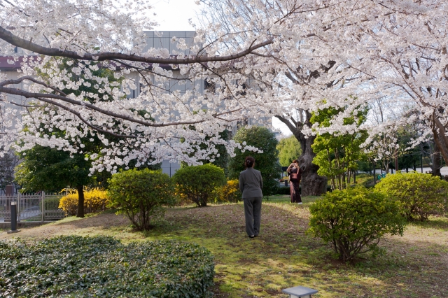 soku_13862.jpg :: 上野 植物 桜 記念撮影 (^_^) 