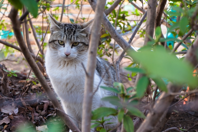 soku_13867.jpg :: 動物 哺乳類 猫 ネコ (^_^) 