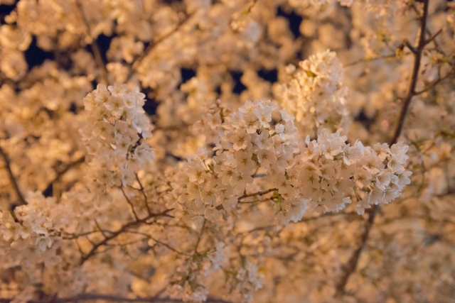soku_13873.jpg :: 植物 花 桜 サクラ 夜桜 満開 