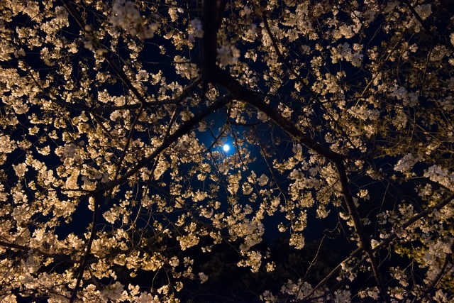 soku_13874.jpg :: 植物 花 桜 サクラ 夜桜 