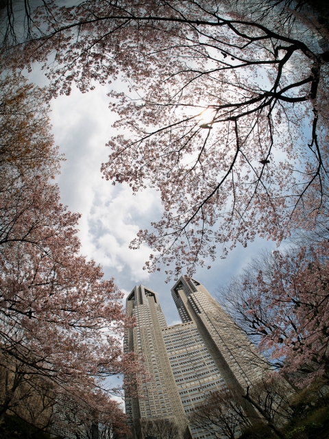 soku_13882.jpg :: 植物 花 桜 サクラ 建築 建造物 高層ビル 魚眼レンズ フィッシュアイ 