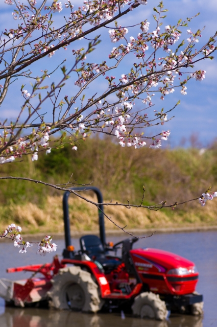 soku_13891.jpg :: 植物 花 桜 サクラ トラクター 赤いトラクター 
