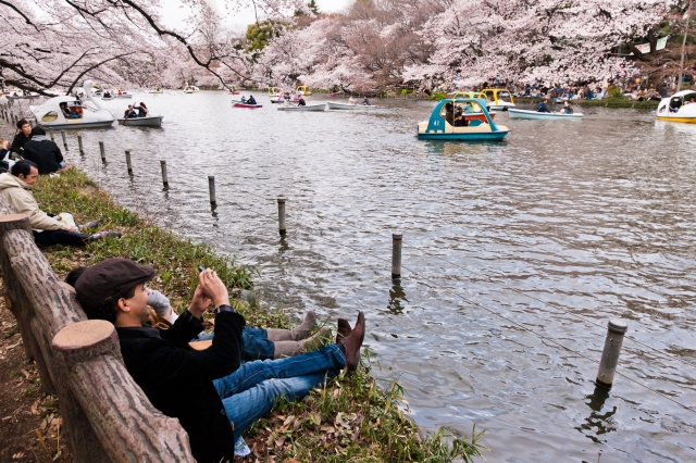 soku_13898.jpg :: 井の頭公園 花見 桜 (^_^) 