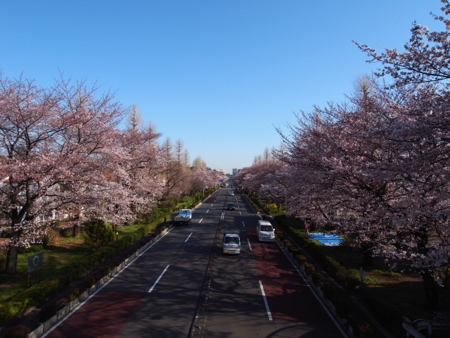 soku_13909.jpg :: 風景 街並み 植物 花 桜 サクラ 