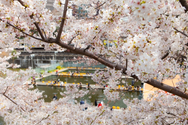 soku_13913.jpg :: 植物 花 桜 サクラ 